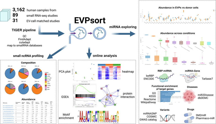 EVPsort graphical abstract