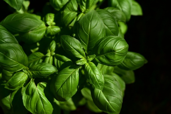 basil-3532424_1920_0.jpg