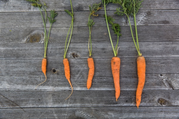 carrots-food-food-photography-172070_0.jpg