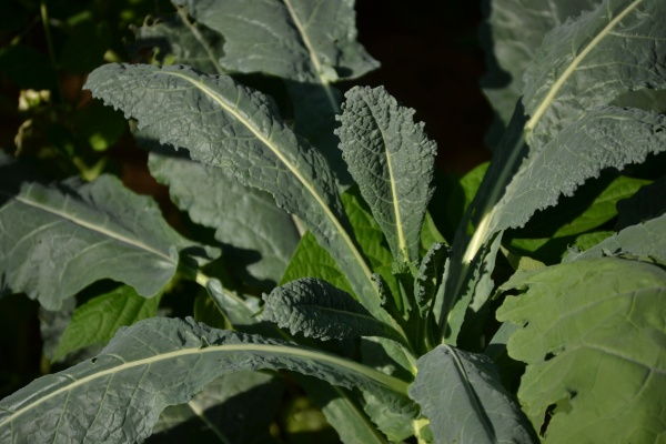 kale-252019_1920_0.jpg