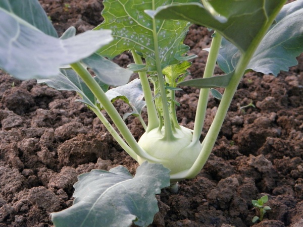 kohlrabi-176849_1920_0.jpg