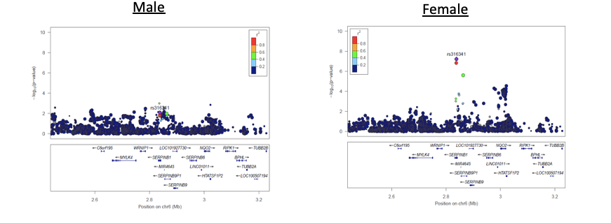Two locuszoom plots, one for male and one for female looks at rs316341 eQTL for SERPINB1, SERPINB6, AND SERPINB9