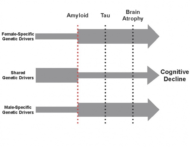 Hypothesized Emergence of Sex-Specific Drivers of AD