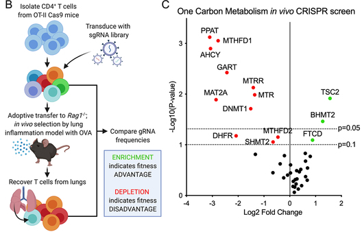 MTHFD2 Fig 1