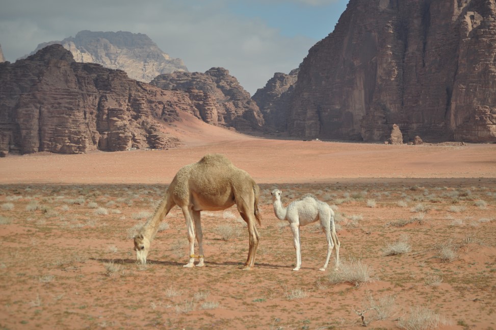 Jordan - Wadi Rum - baby camel.jpg