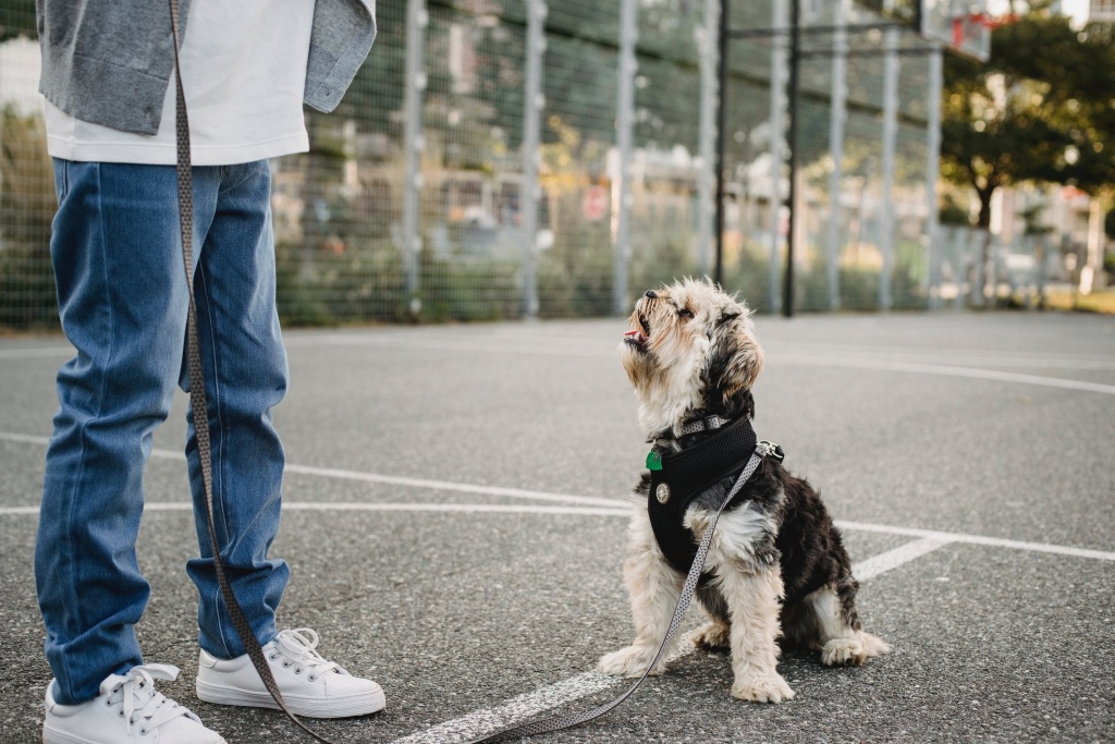 child with dog on a lease