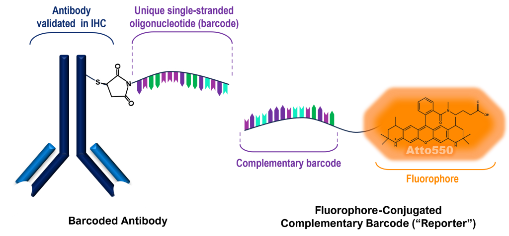 A pairing of a barcoded primary antibody and reporter