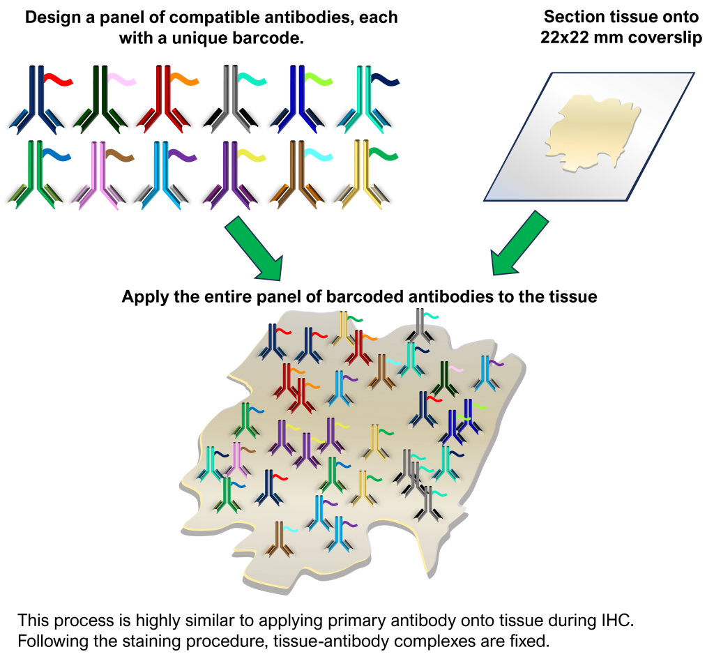 Tissue Staining Workflow