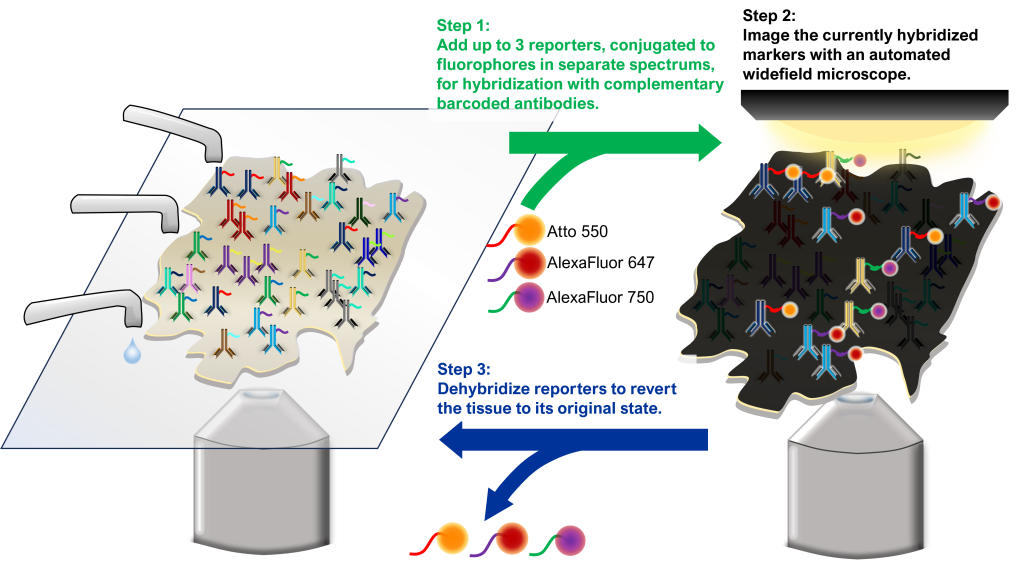 PhenoCycler Imaging Workflow