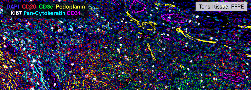 CODEX image of tonsil tissue