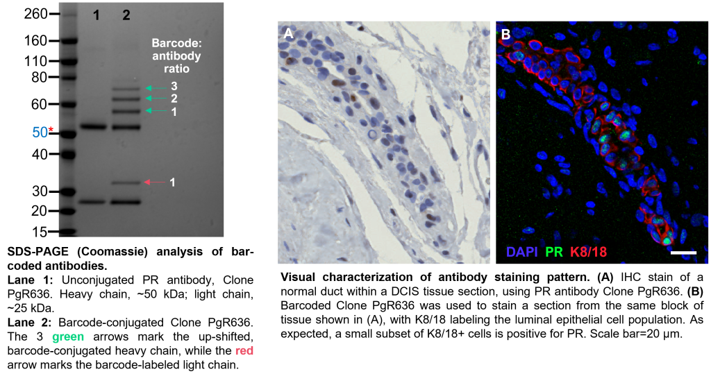 Antibody Conjugation Quality Control