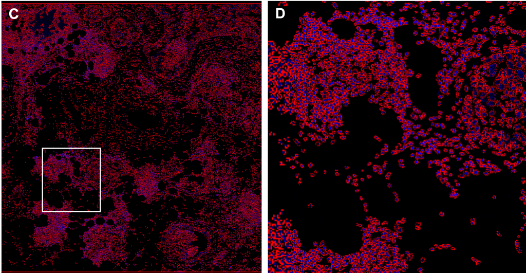 Cell Segmentation