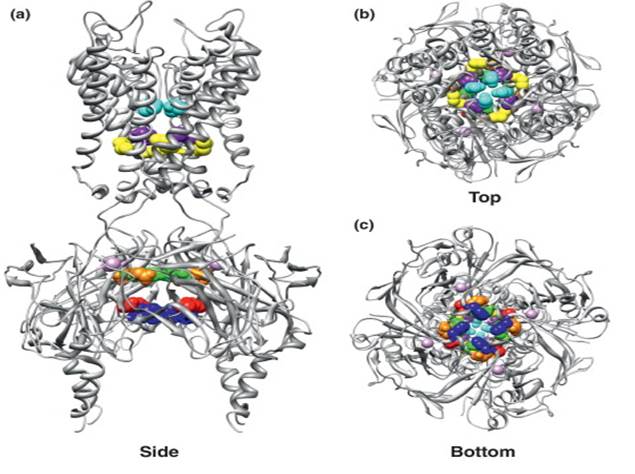 Binding sites