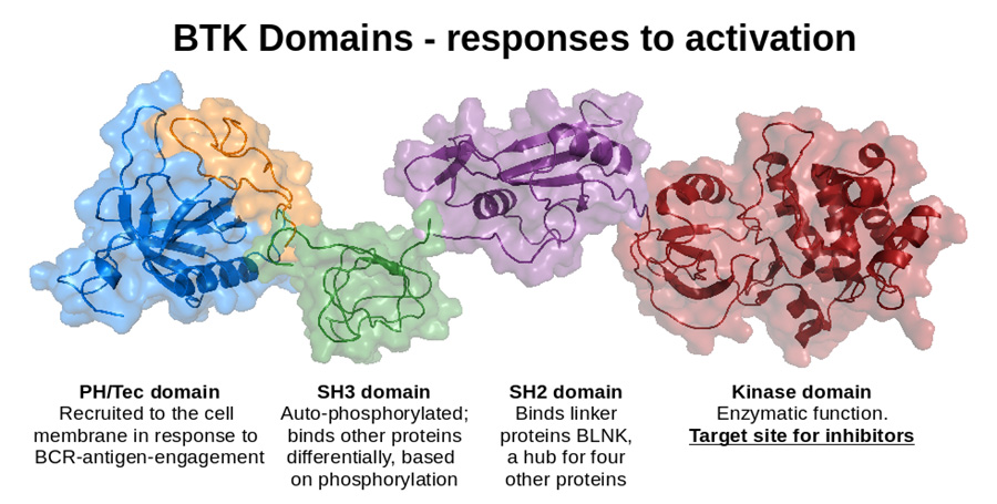 BTK protein.jpg