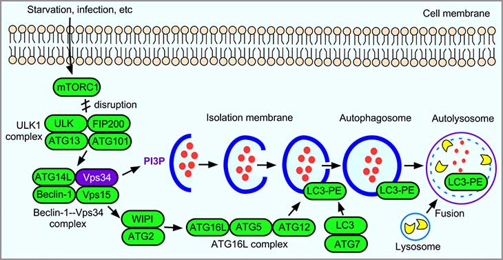 Autophagy and its Machinery