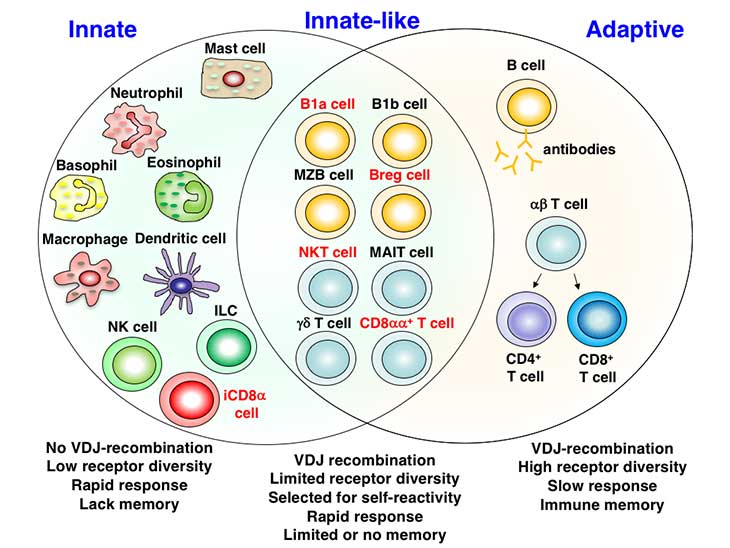 Cells of the Immune System