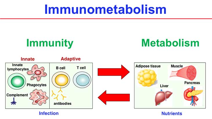 immunometabolism