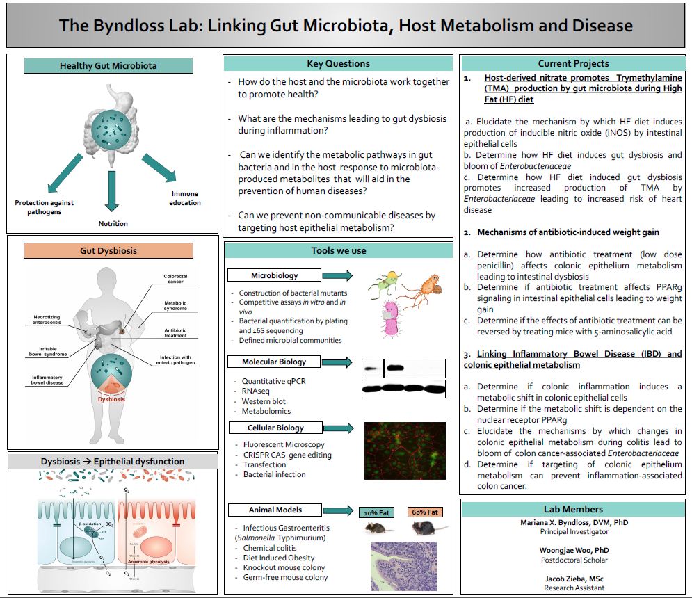 The Byndloss Lab: Linking Gut Microbiota, Host Metabolism and Disease