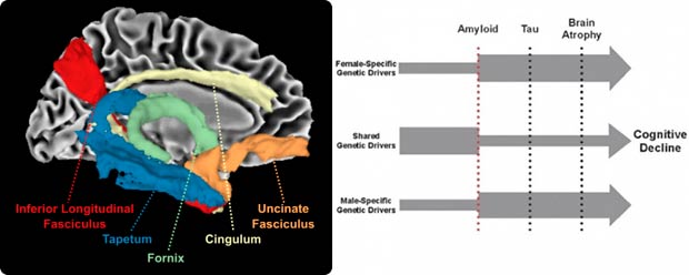 Computational neurogenomics