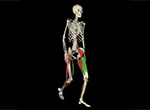 walking skeleton