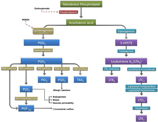 Age Related Macular Degeneration Eye Chart