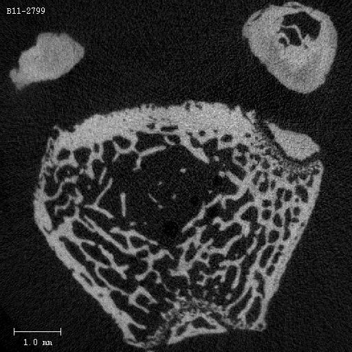 MicroCT scan section.jpg