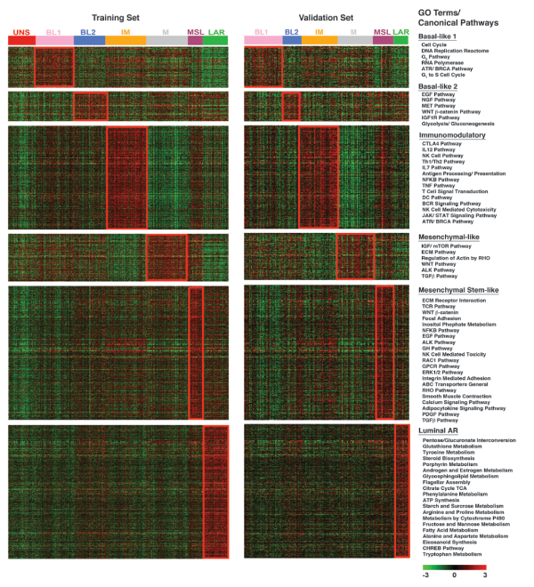 TNBC subtype