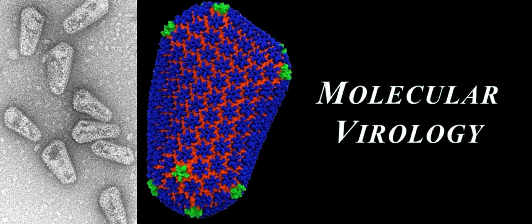Molecular Virology Pathology, Microbiology And Immunology Education