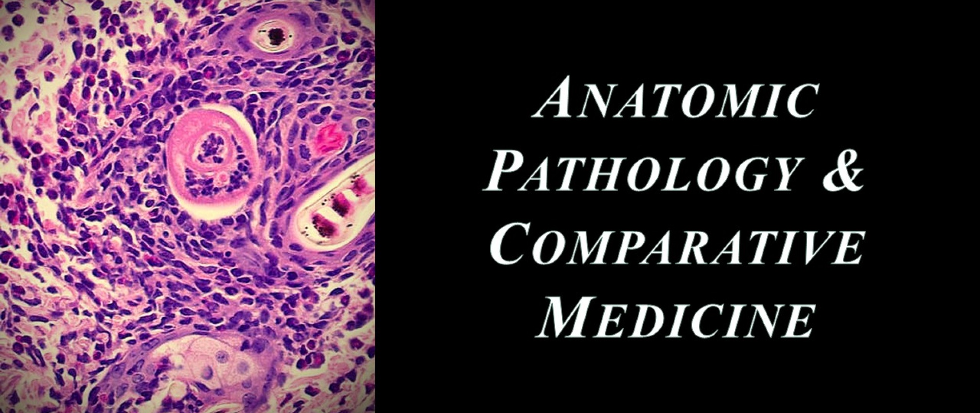 Anatomic Pathology & Comparative Medicine Pathology, Microbiology And