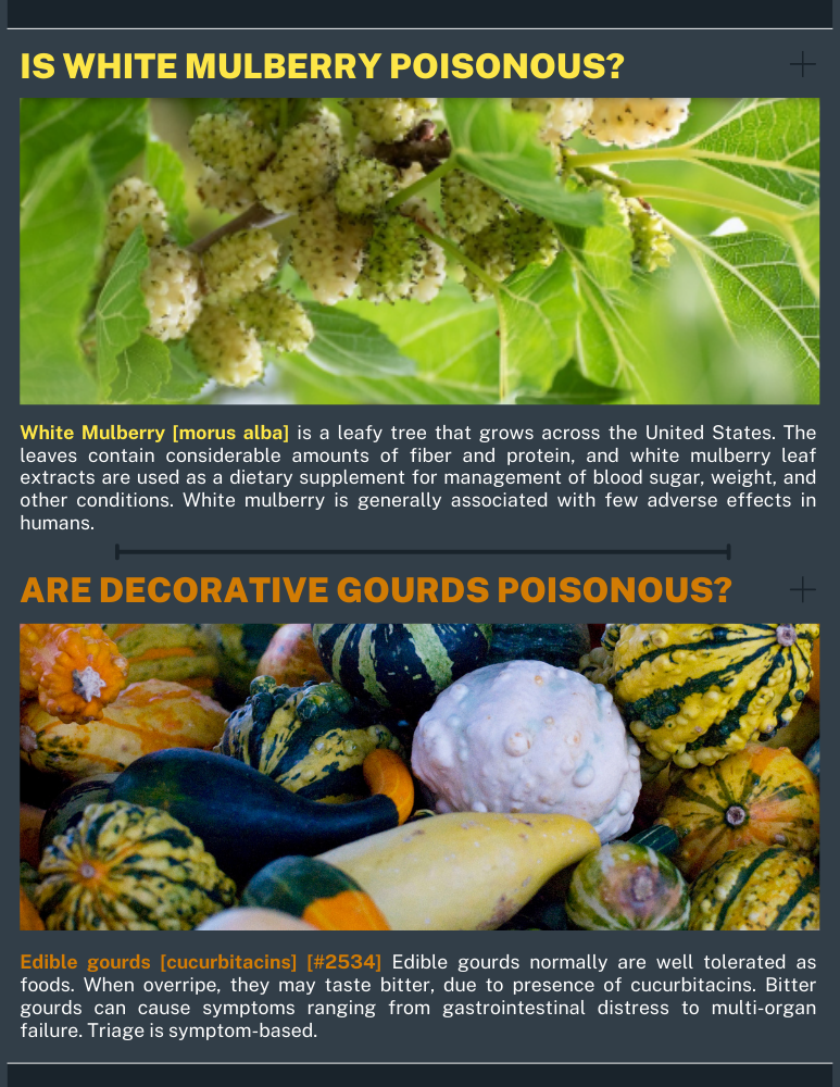 Are White Mulberry or decorative Gourds Poisonous?