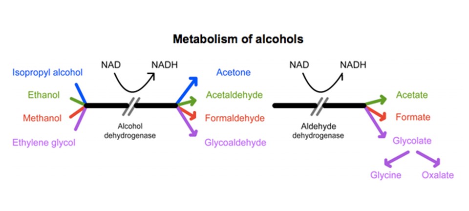 Metabolism of Alcohols