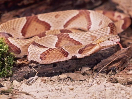 northern copperhead