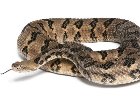 timber rattlesnake