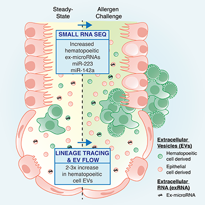 exrna graphical abstract