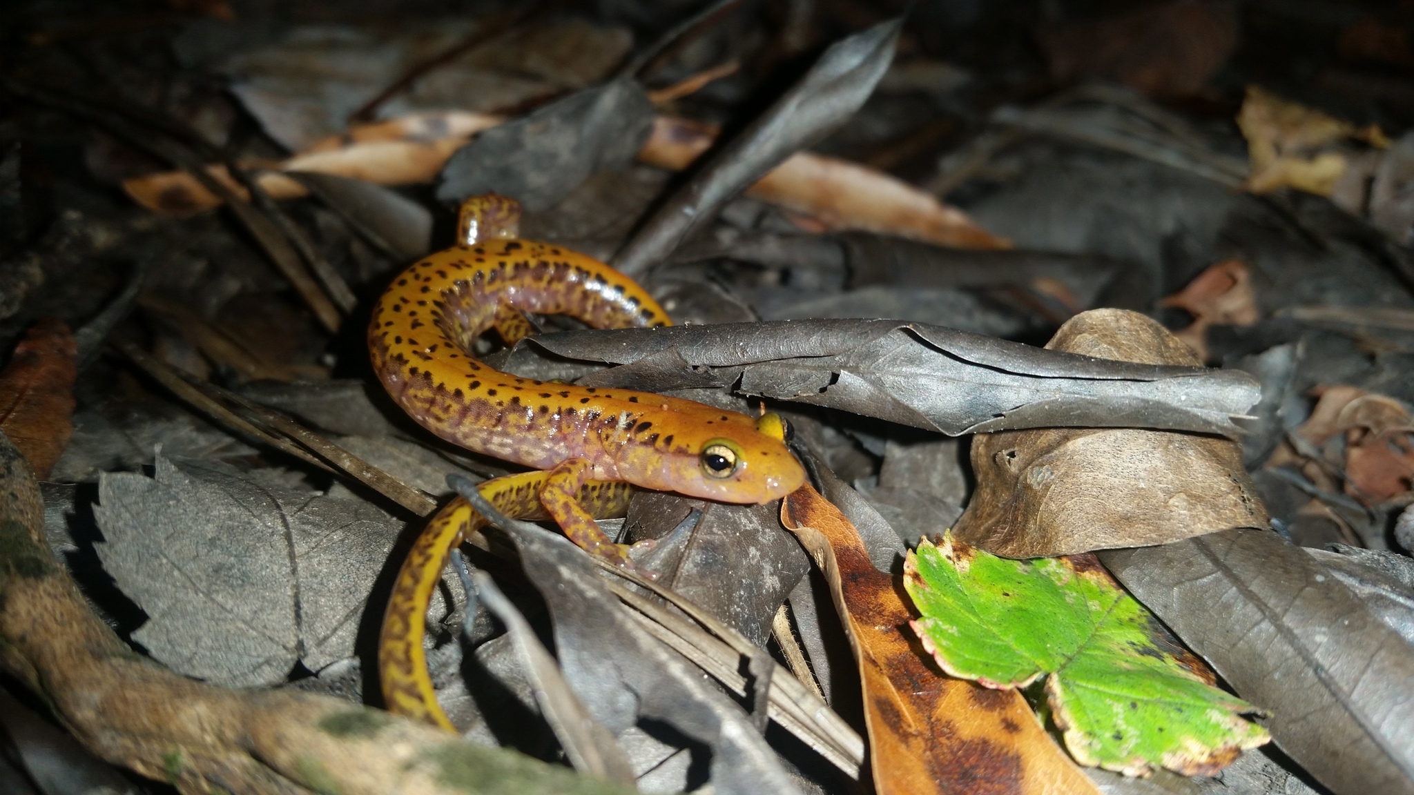 Salamander