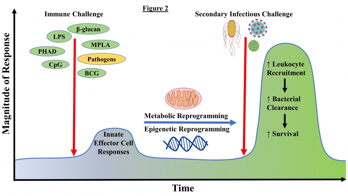 Generation of Innate Immune Memory Using Microbial Ligands. Front Immunol. 2020.