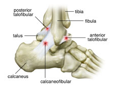 anatomical image of an ankle