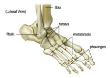 anatomical image of a foot