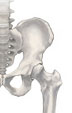 anatomical image of a hip