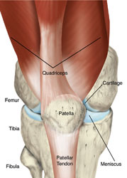anatomical image of a knee