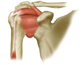 Anatomical Image of a shoulder
