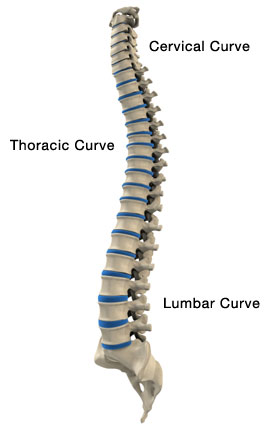 anatomical image of a spine