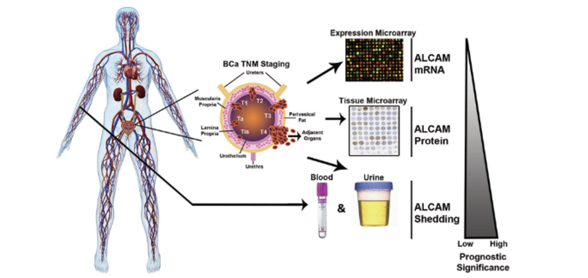 Translational Research