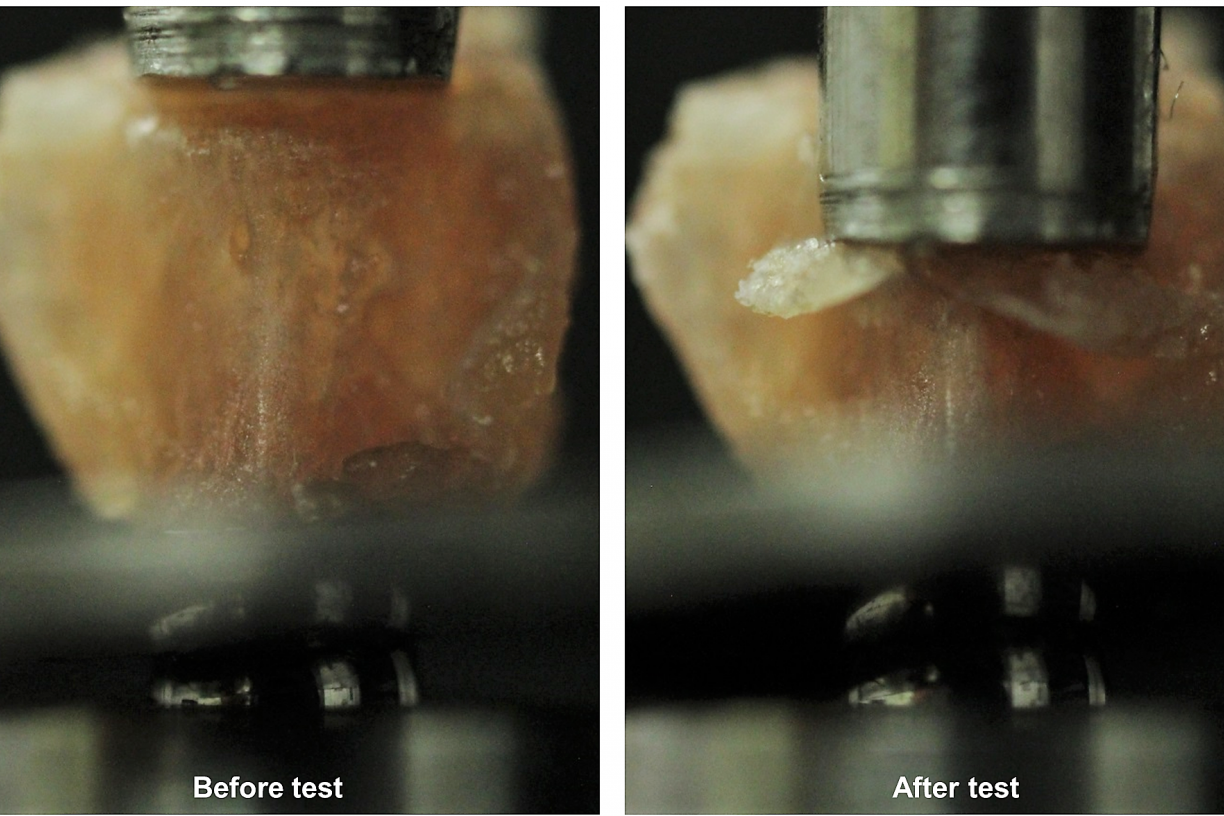 Vanderbilt Center for Bone Biology (VCBB)