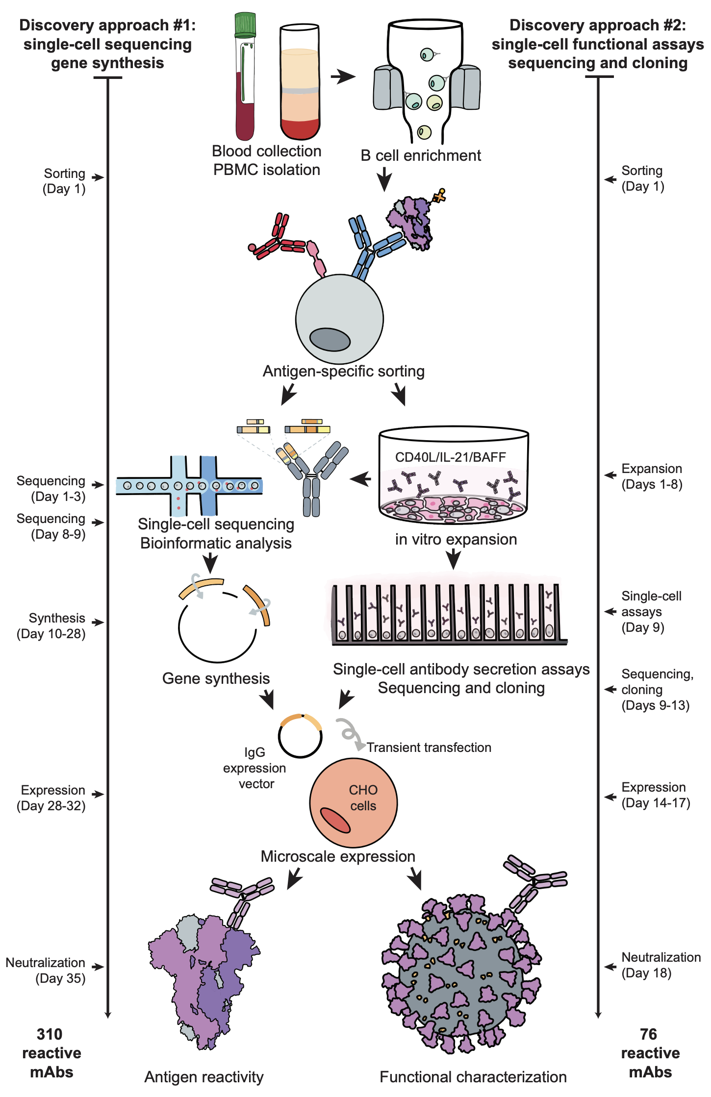 Rapid isolation and profiling of a diverse panel of human monoclonal antibodies targeting the SARS-CoV-2 spike protein