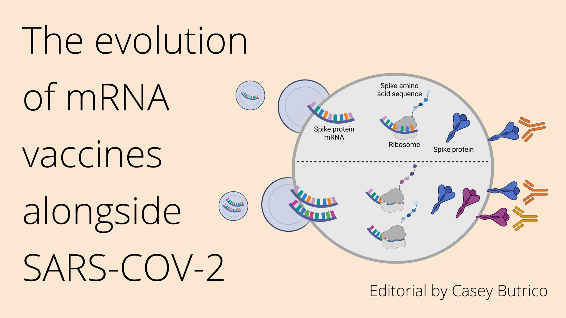 The evolution of mRNA vaccines alongside SARS-COV-2
