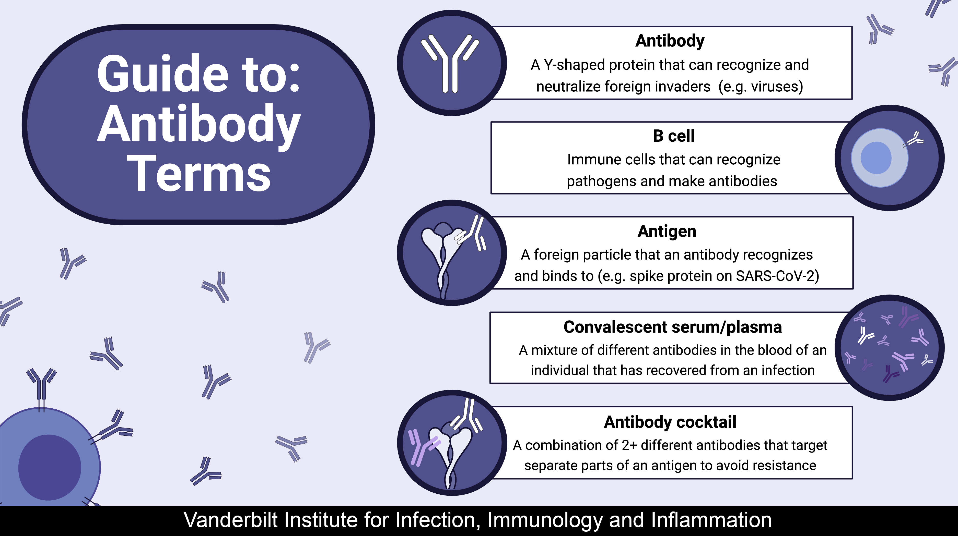 Guide to: Antibody Terms