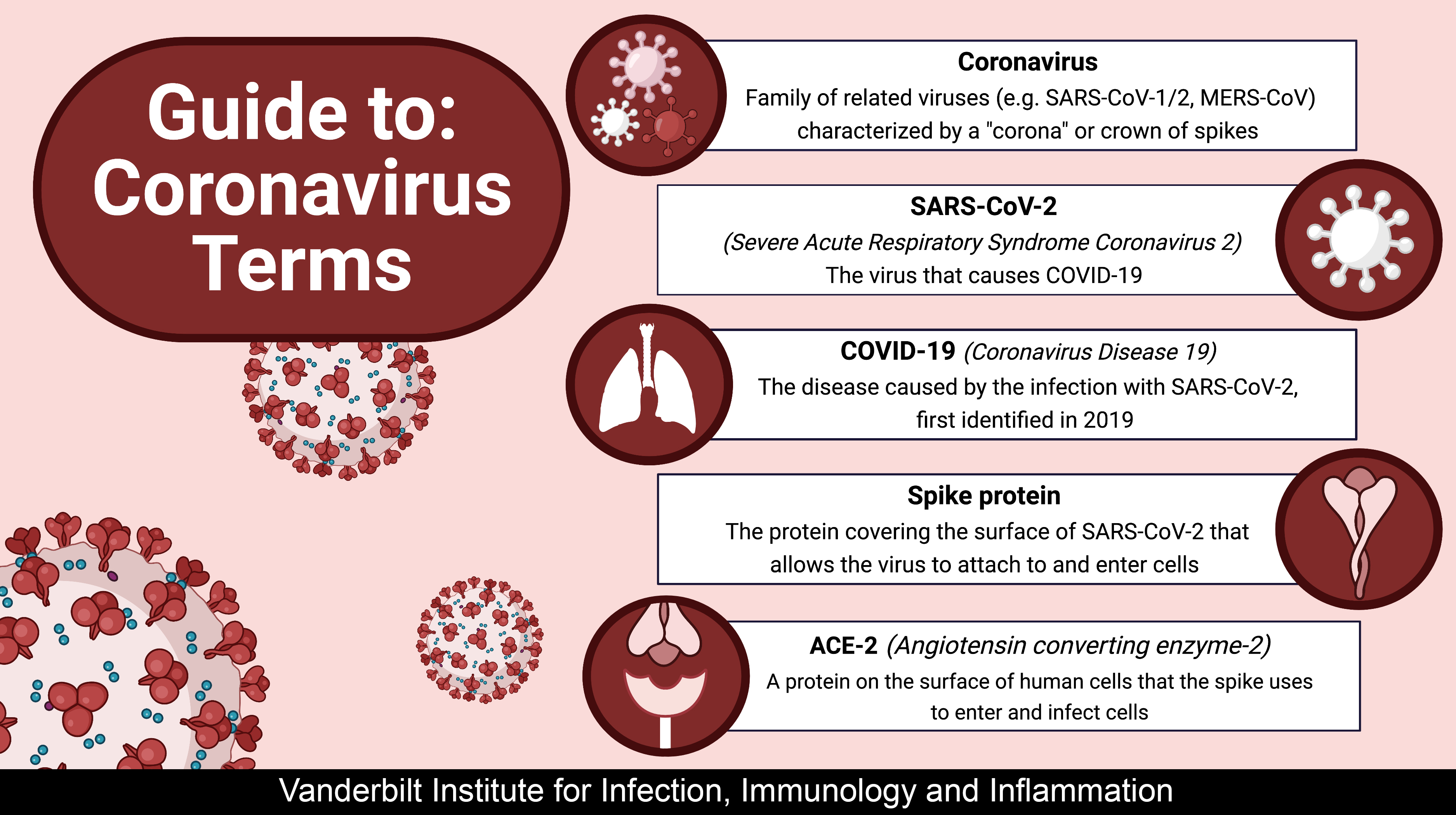 Guide To Coronavirus Terms Vanderbilt Institute For Infection