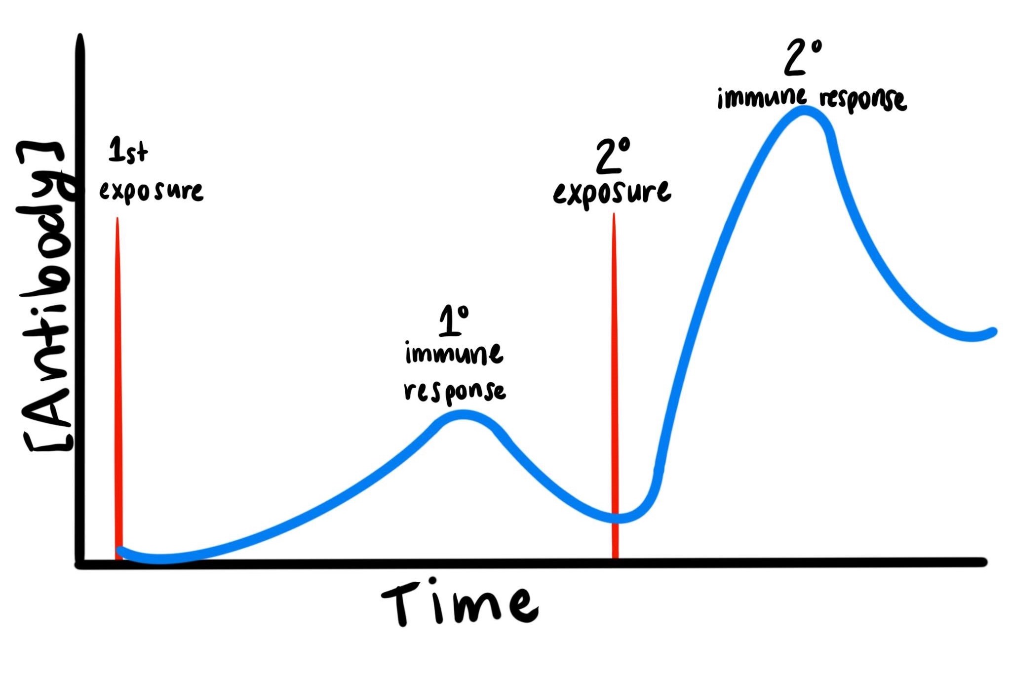 Antibodies over time graph