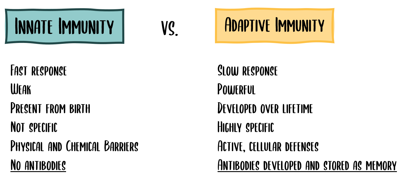 Innate Immunity vs. Adaptive Immunity